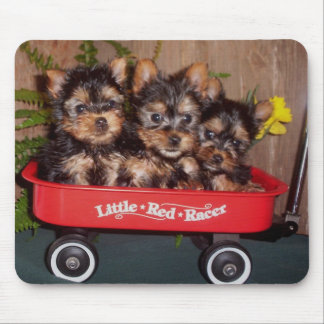 Tapis De Souris 3 chiots de Terrier soyeux