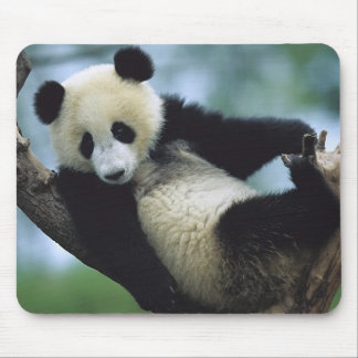 Tapis De Souris 557711600wb1fp3