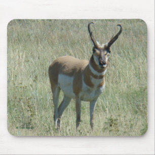 Tapis De Souris A13 Pronghorn Antilope Buck