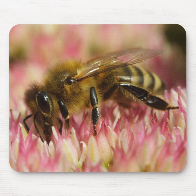 Tapis De Souris Abeille de miel de l'Ouest (Devant)