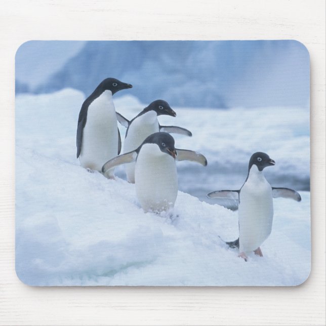 Tapis De Souris Adelie Penguins (Pygoscelis adeliae) sur la glace, (Devant)