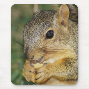 Tapis De Souris Adorable écureuil mangeant de l'arachide Souris ph