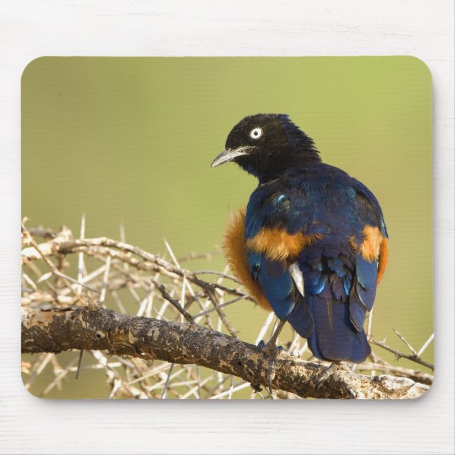 Tapis De Souris African Starling (Devant)