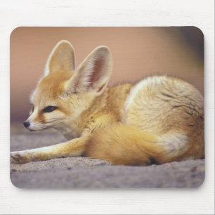 Tapis De Souris Afrique du Nord. Fennec Fennecus zerda)