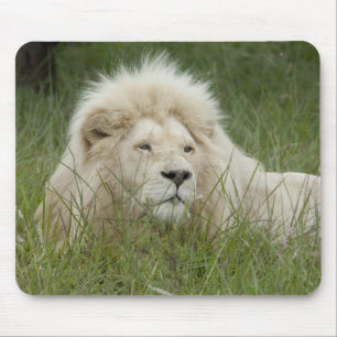 Tapis De Souris Afrique du Sud, East London, Inkwenkwezi Private