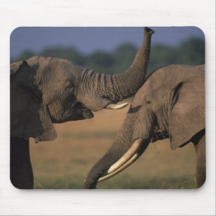 Tapis De Souris Afrique, Kenya, Réserve de Masai Mara, Deux Taurea