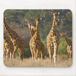 Tapis De Souris Afrique. Kenya. Troupeau de girafes réticulées