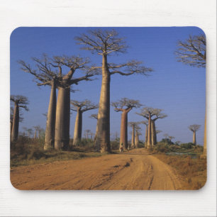 Tapis De Souris Afrique, Madagascar, Morondava, Avenue des Baobabs