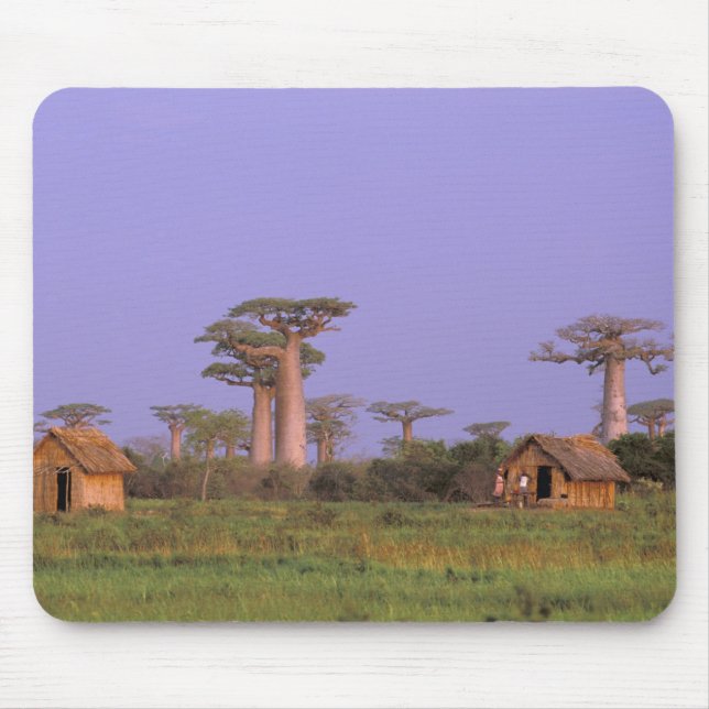 Tapis De Souris Afrique, Madagascar, Morondava. Baobabs (Devant)