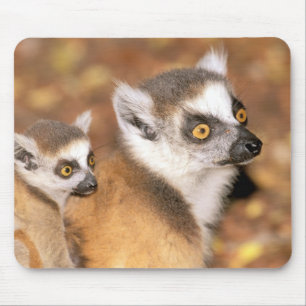 Tapis De Souris Afrique, Madagascar, Réserve privée de Berenty.