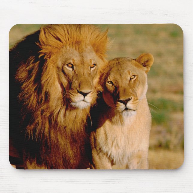 Tapis De Souris Afrique, Namibie, Okonjima. Lion & Lion (Devant)