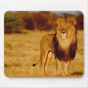 Tapis De Souris Afrique, Namibie, Okonjima. Lion mâle solitaire