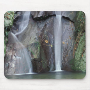 Tapis De Souris Afrique, Ouganda, forêt tropicale impénétrable 