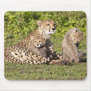 Tapis De Souris Afrique. Tanzanie. Cheetah mère et petits 2
