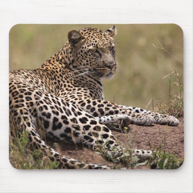 Tapis De Souris Afrique, Tanzanie, Serengeti. Leopard (Devant)