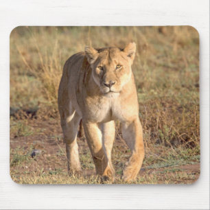Tapis De Souris Afrique, Tanzanie, Serengeti. Lion et lionne