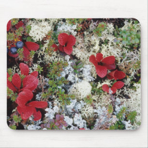 Tapis De Souris Alaska, Parc national Denali, la toundra arctique 