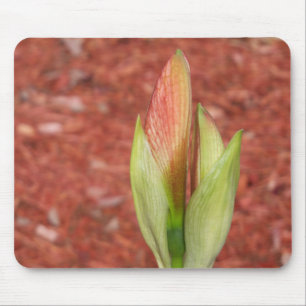 Tapis De Souris Amaryllis Pomme bourgeon fleur