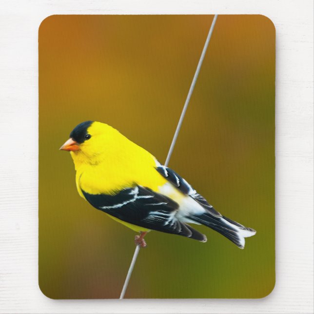 Tapis De Souris American Goldfinch - Photo originale (Devant)