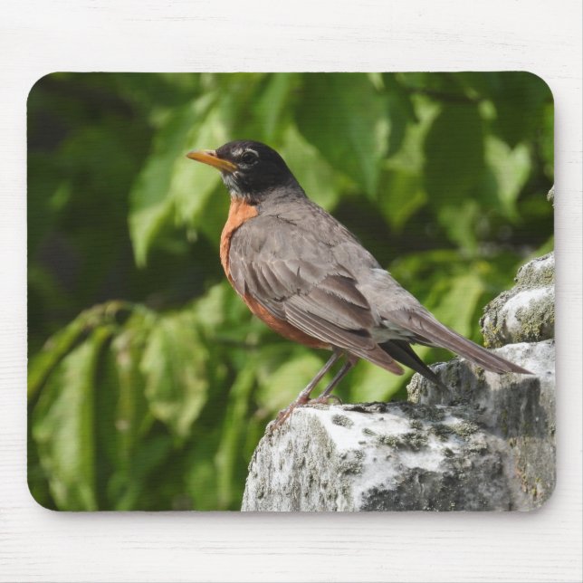 Tapis De Souris American Robin Perché sur un rocher (Devant)