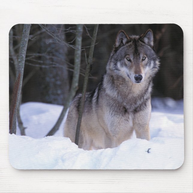 Tapis De Souris Amérique du Nord, Canada, Est du Canada, Loup gris (Devant)