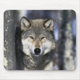 Tapis De Souris Amérique du Nord, États-Unis, Minnesota. Loup Cani