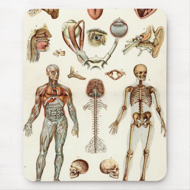 Tapis De Souris Anatomie du corps humain (Devant)