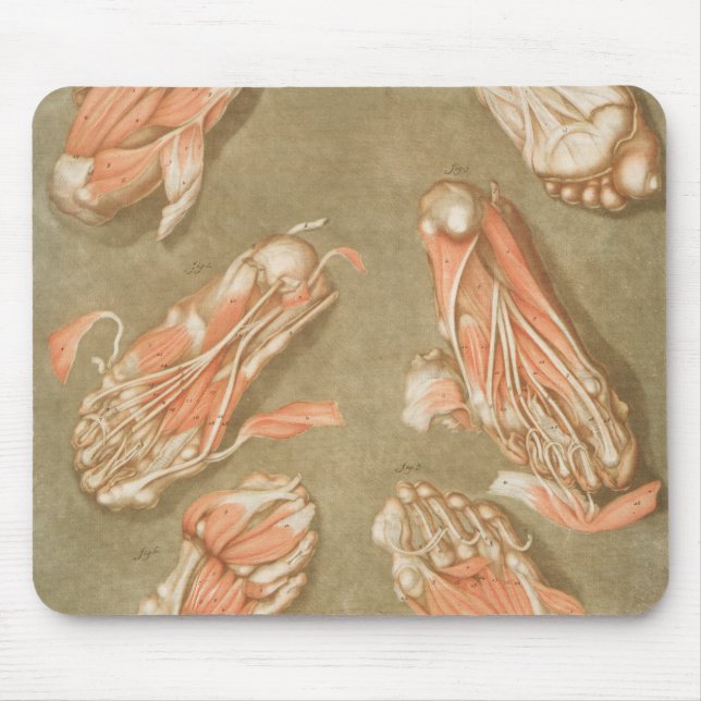 TAPIS DE SOURIS ANATOMIE PIEDS ANATOMIE PIEDS MUSCLE ANATOMIE BONN (Devant)