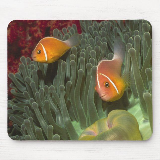 Tapis De Souris Anemonefish rose dans l'actinie de Magnificant (Devant)