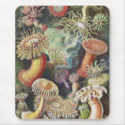 Anémones de mer, Actiniae Seeanemonen Ernst Haecke