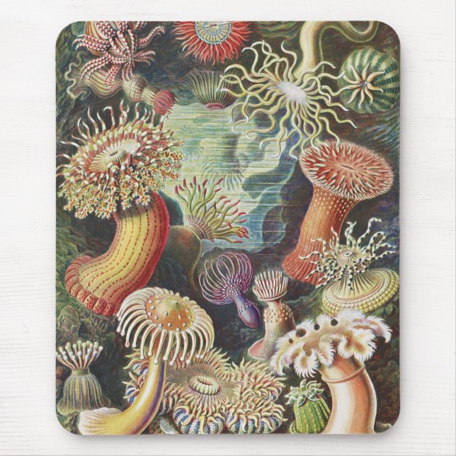 Tapis De Souris Anémones de mer, Actiniae Seeanemonen Ernst Haecke (Devant)