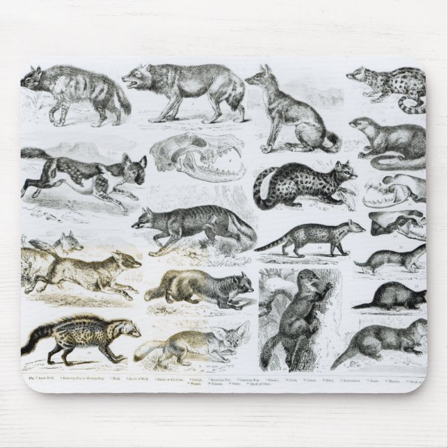Tapis De Souris Animaux carnivores (Devant)