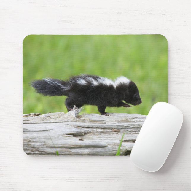 Tapis De Souris Animaux de bébés cutest | Bébé Skunk (Avec souris)