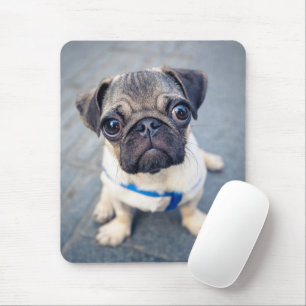 Tapis De Souris Animaux de bébés cutest Carlin bébé