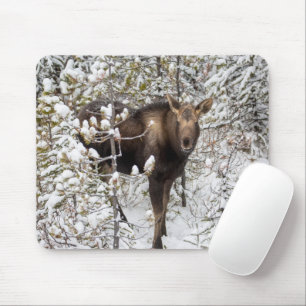 Tapis De Souris Animaux de bébés cutest   Moose Calf