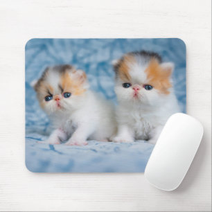 Tapis De Souris Animaux de bébés cutest Persian Calico Kitten