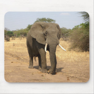 Tapis De Souris animaux, éléphants, nature