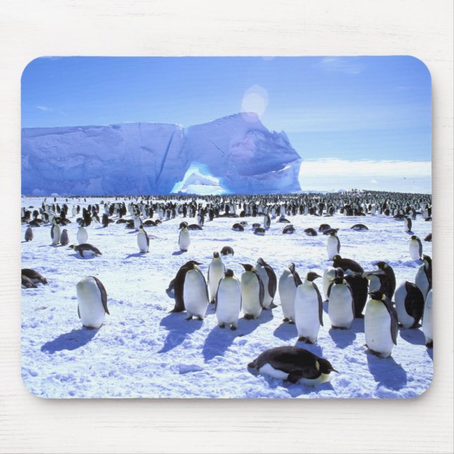 Tapis De Souris Antarctique, péninsule Antarctique, mer de Weddell (Devant)