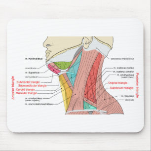 Tapis De Souris Antérieur Triangle supérieur Triangle cou Muscles