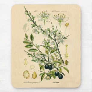 Tapis De Souris Antique Blackthorn Botanical Print Flower Berry
