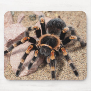 Tapis De Souris Araignée de Tarantula au genou rouge du Mexique