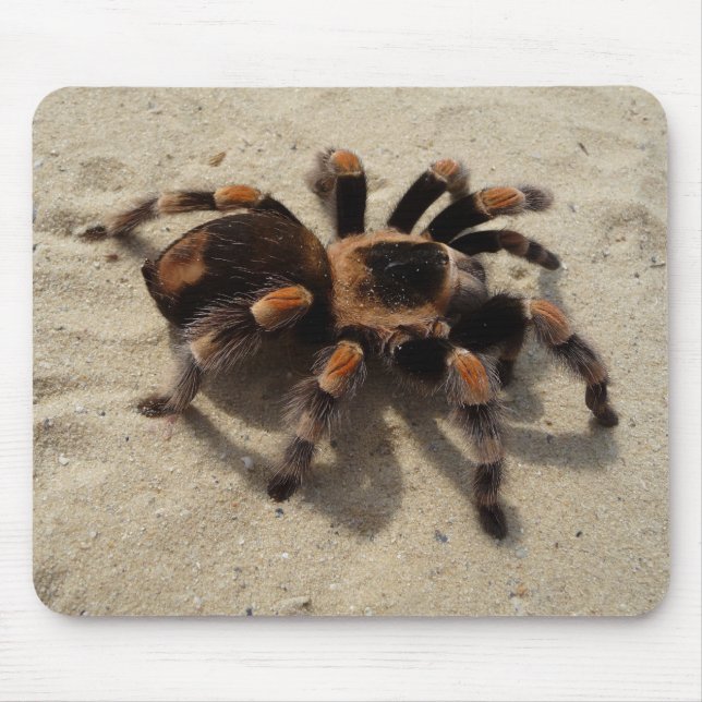 Tapis De Souris Araignée de tarentule de Flameknee de Mexicain (Devant)