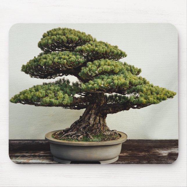 Tapis De Souris Arbre de bonsaïs de White Pine de Japonais (Devant)