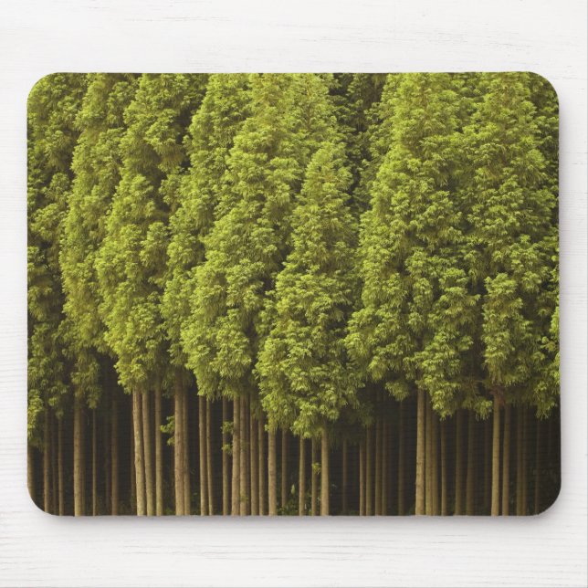 Tapis De Souris Arbres de cèdre de Koya Sugi (Devant)