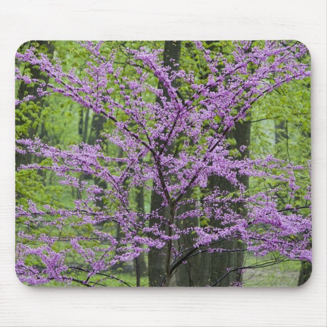 Tapis De Souris Arbres rouges en pleine floraison printanière près (Devant)