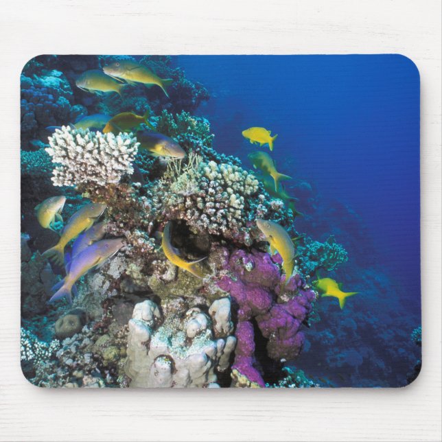 Tapis De Souris Around Small Coral (Devant)