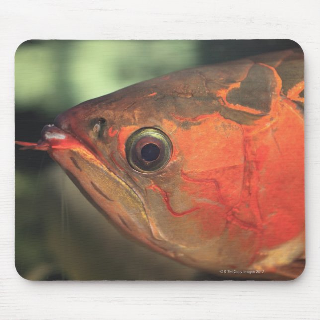 Tapis De Souris Arowana asiatique (Devant)