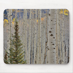 Tapis De Souris Aspen Groves d'automne   Colorado Montagnes Rocheu