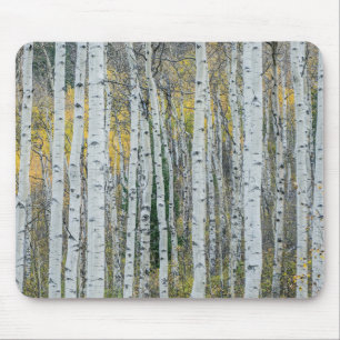 Tapis De Souris Aspen Tree Trunks Aspen, Colorado