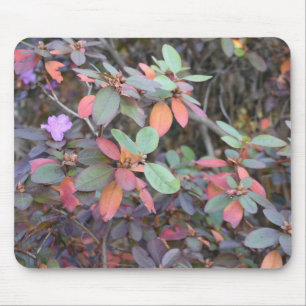 Tapis De Souris Automne Feuillage Automne Feuilles Nature Arbre Ph